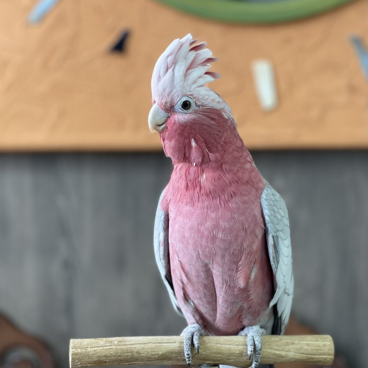 parrot_freak's tweet image. 定休日の☕️オウムカフェ
人気者のモモイロインコ、今日は腕の上でのんびりモード。
声をかけると握手で応えてくれる姿に、心がほっこりします☺️
定休日の今日は、このあとしっかり掃除して、また新しい一週間を迎える準備です🌿

#モモイロインコ #galah #癒し時間 #鳥と暮らす #鳥と一緒に