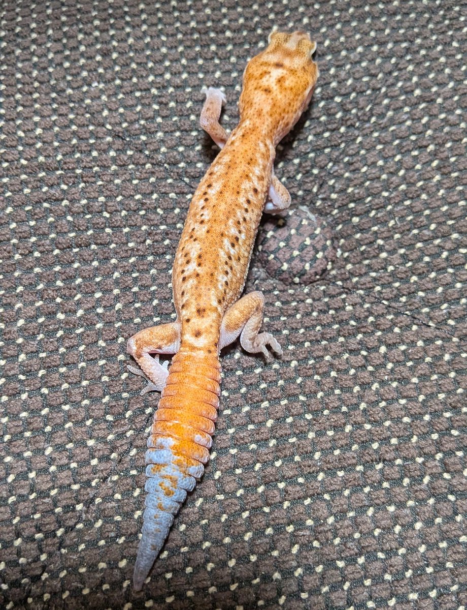 ジュニア（Gecko Jr.） (@chans46899042) / Posts / X