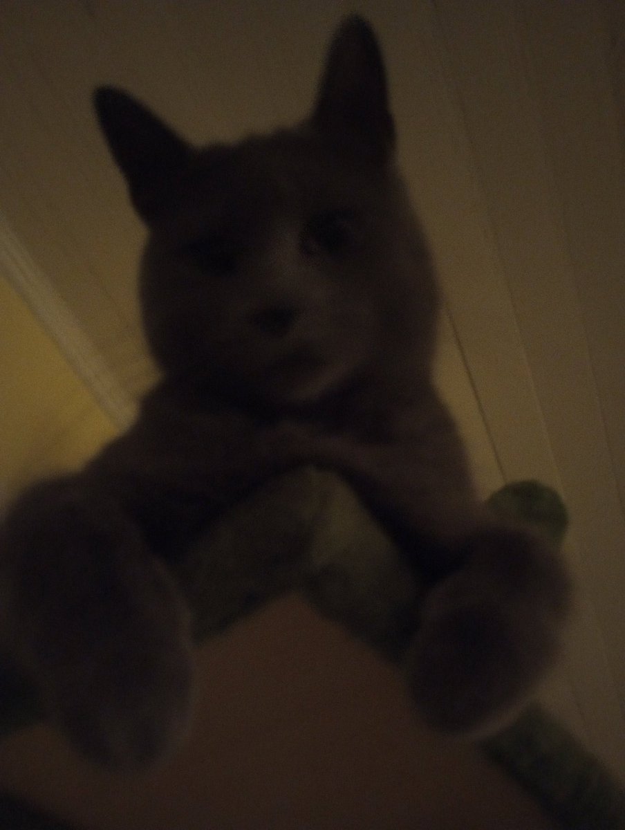 I traced over a picture of my cat (I love her)