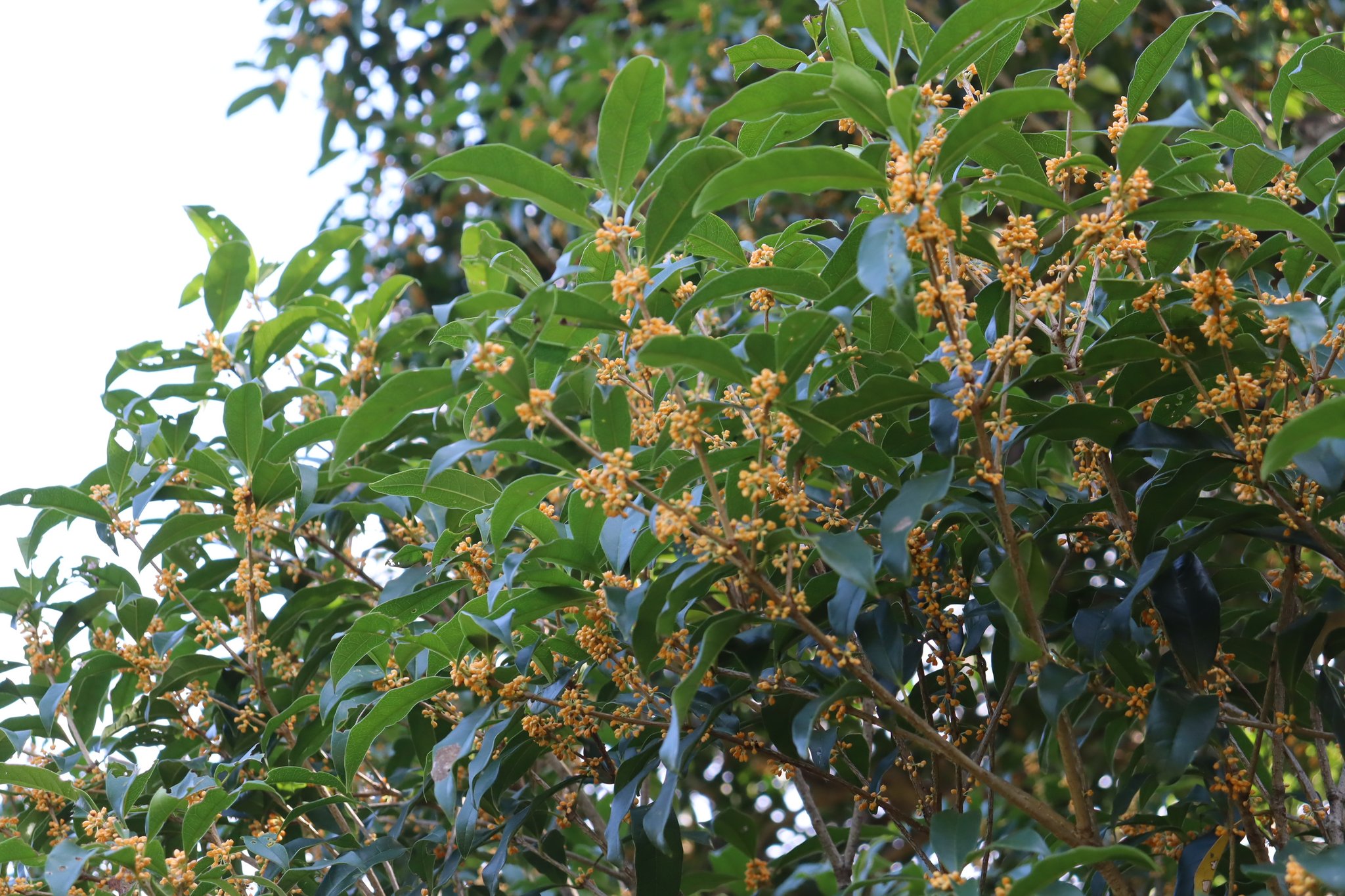 Floraison✥　2点おまとめ 神代植物公園 【公式】 on X: 