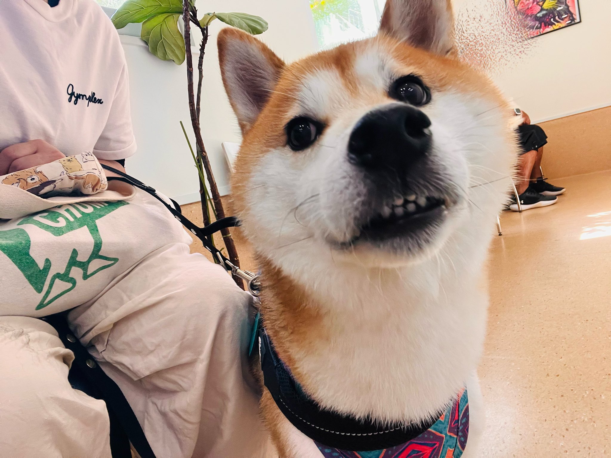 shiba専用ページ Posts with replies by 柴犬ハナ (@87shiba87) / X