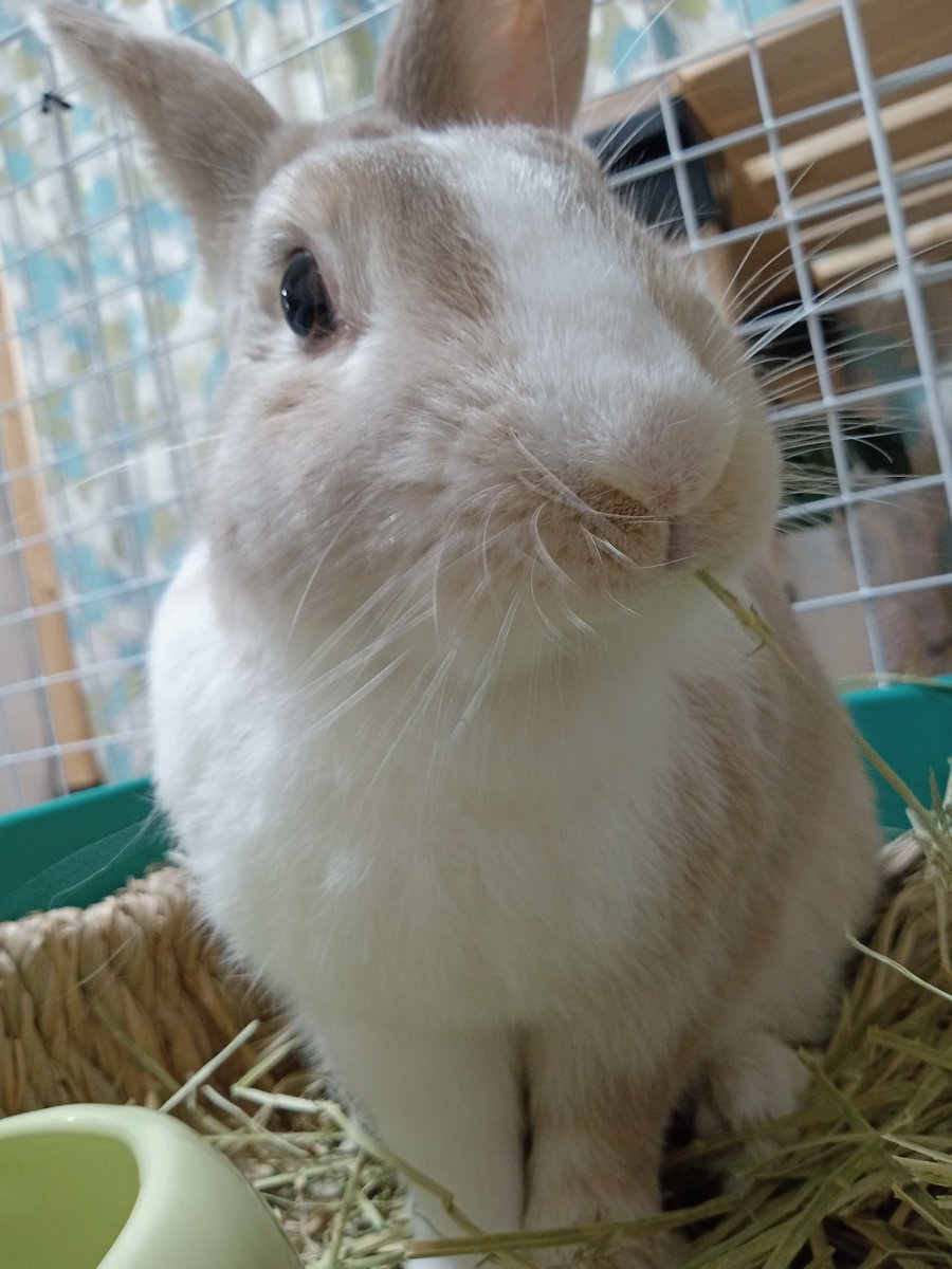 QbHQiZj29UiWuho's tweet image. 宇佐儀です。５歳になってやってみたいこと、家の中にある全てのＵＳＢケーブルをキレイにパッツンすることです。#宇佐儀 #うさぎ #もさじ #もふもふ #もさ毛 #５歳 #やってみたいこと #家の中 #全て #ＵＳＢケーブル #キレイ #パッツン