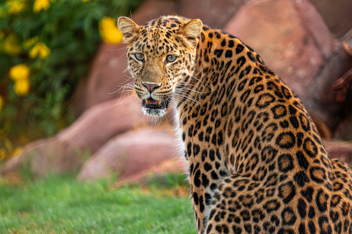 Curious about a Zoo membership? 🐆 A Zoo membership comes with