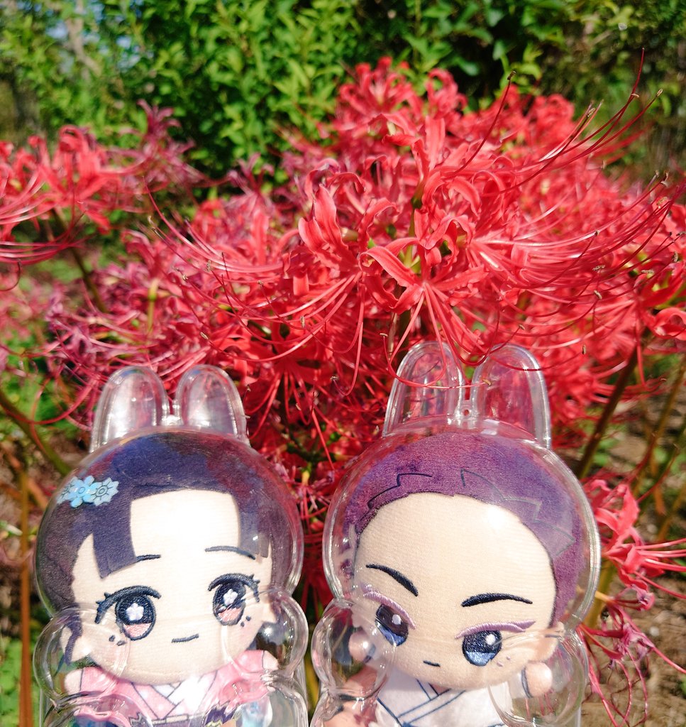 ponimooo's tweet photo. 彼岸花たくさんあるとこ来たので狛恋さんで撮りました https://t.co/pCvpT0rR01