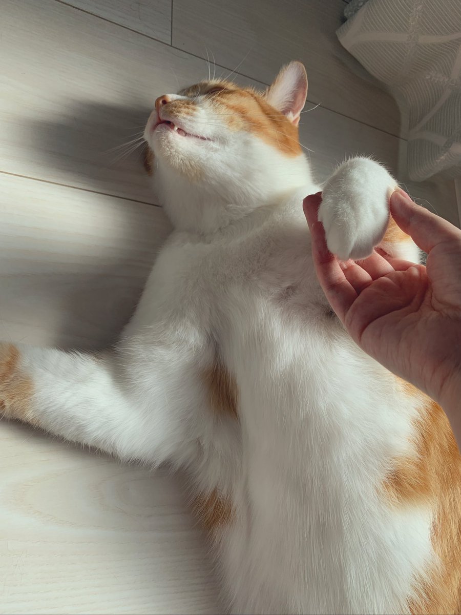 最近肌触りの良さが爆発している猫　フワッフワできもちぇ〜