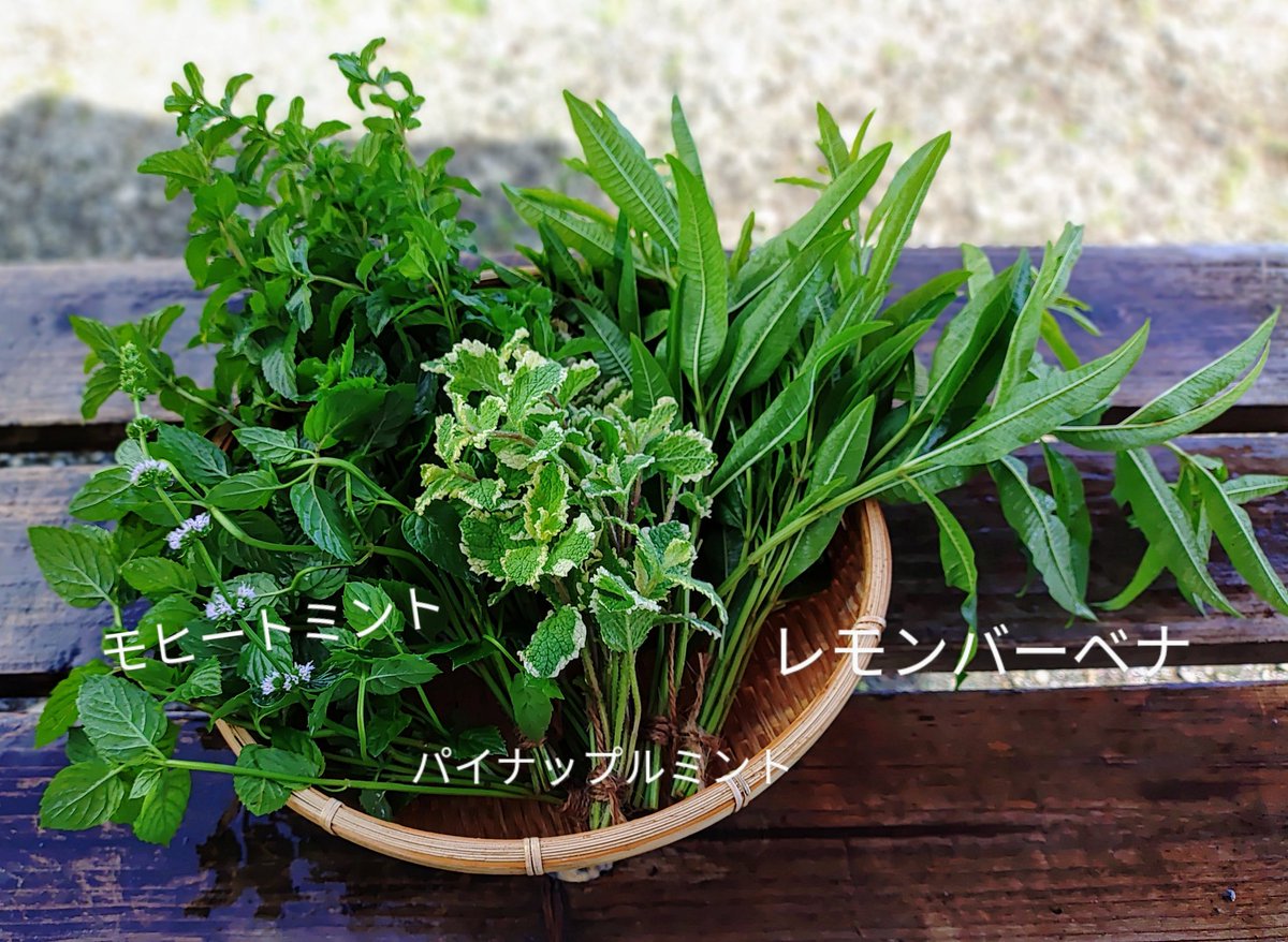 ごっつぁんです🙌10/13（月）🎌スポーツの日💪
サウナヘヴン草加様🌿へ「ハーバル熱波🌿🌺🪻🔥」土俵入りさせていただきます🎪僕はサウナ室≒土俵と思ってます。それはサウナ室も土俵も神聖な✨️場所であり土俵は僕が夢追う前に諦めてしまった憧れの場所をサウナ室へ重ねているからです🤗#土俵入り