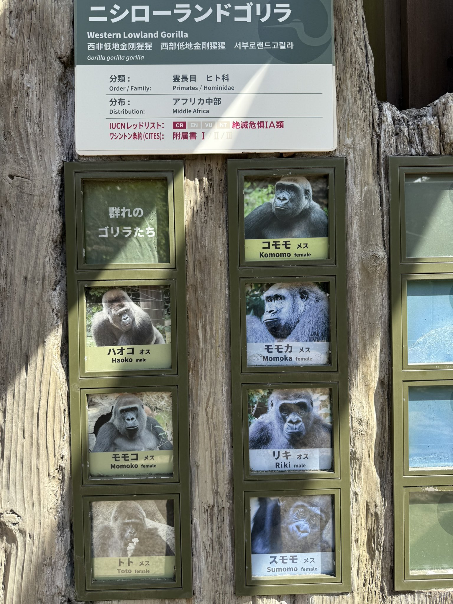 ゴリラ🦍 - Search / X