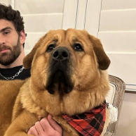 Riodevvs's tweet photo. HasanAbi is getting grilled for shocking his dog live on twitch, Justice for Kaya

https://t.co/V1Td3EXBCF https://t.co/Cj5zgV6NEV