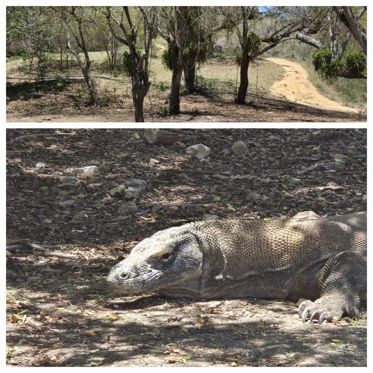 𝐤𝐨𝐦𝐨𝐝𝐨