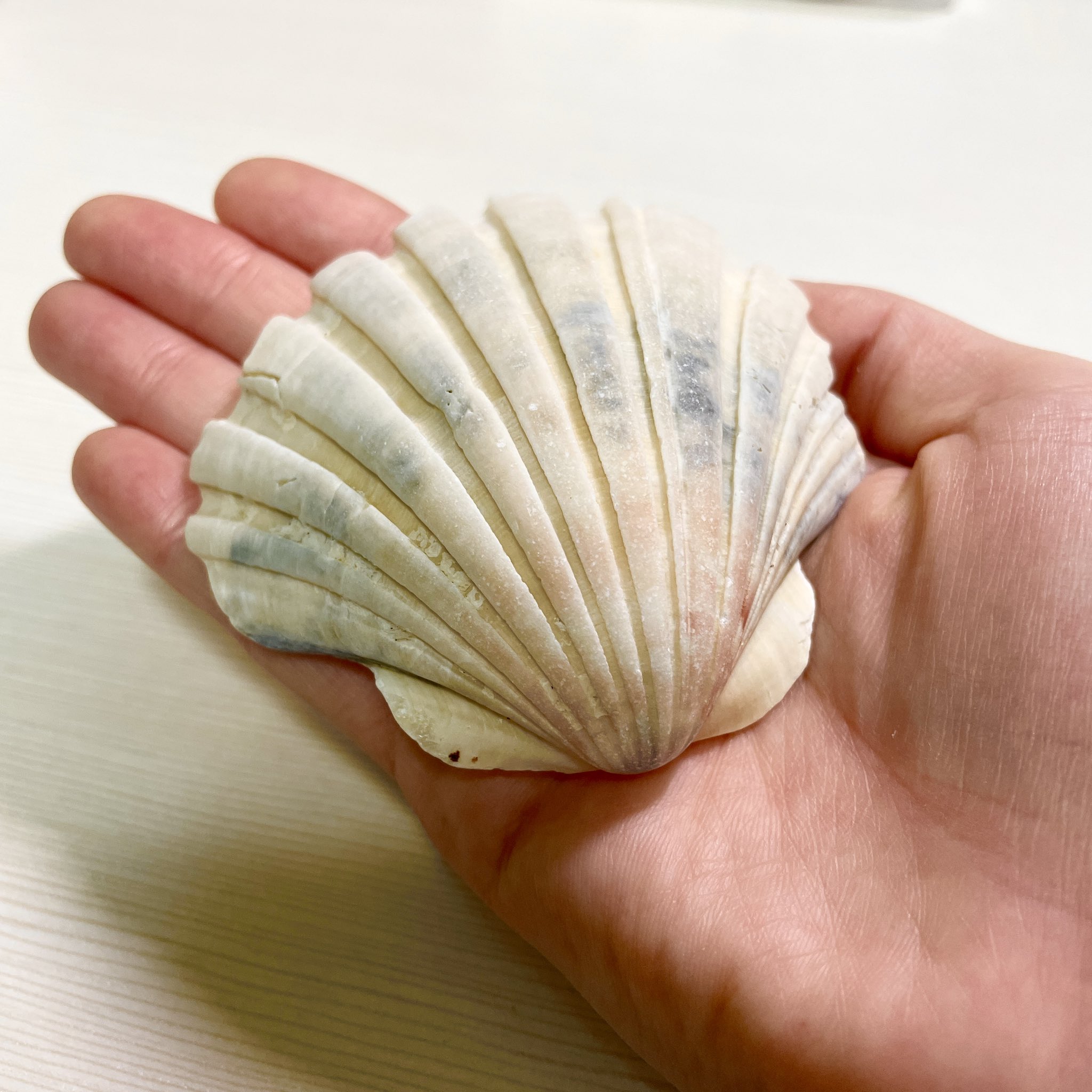 海のサチ 11/3（月祝）うみたかマルシェ (@umi_no_sachi4) / X