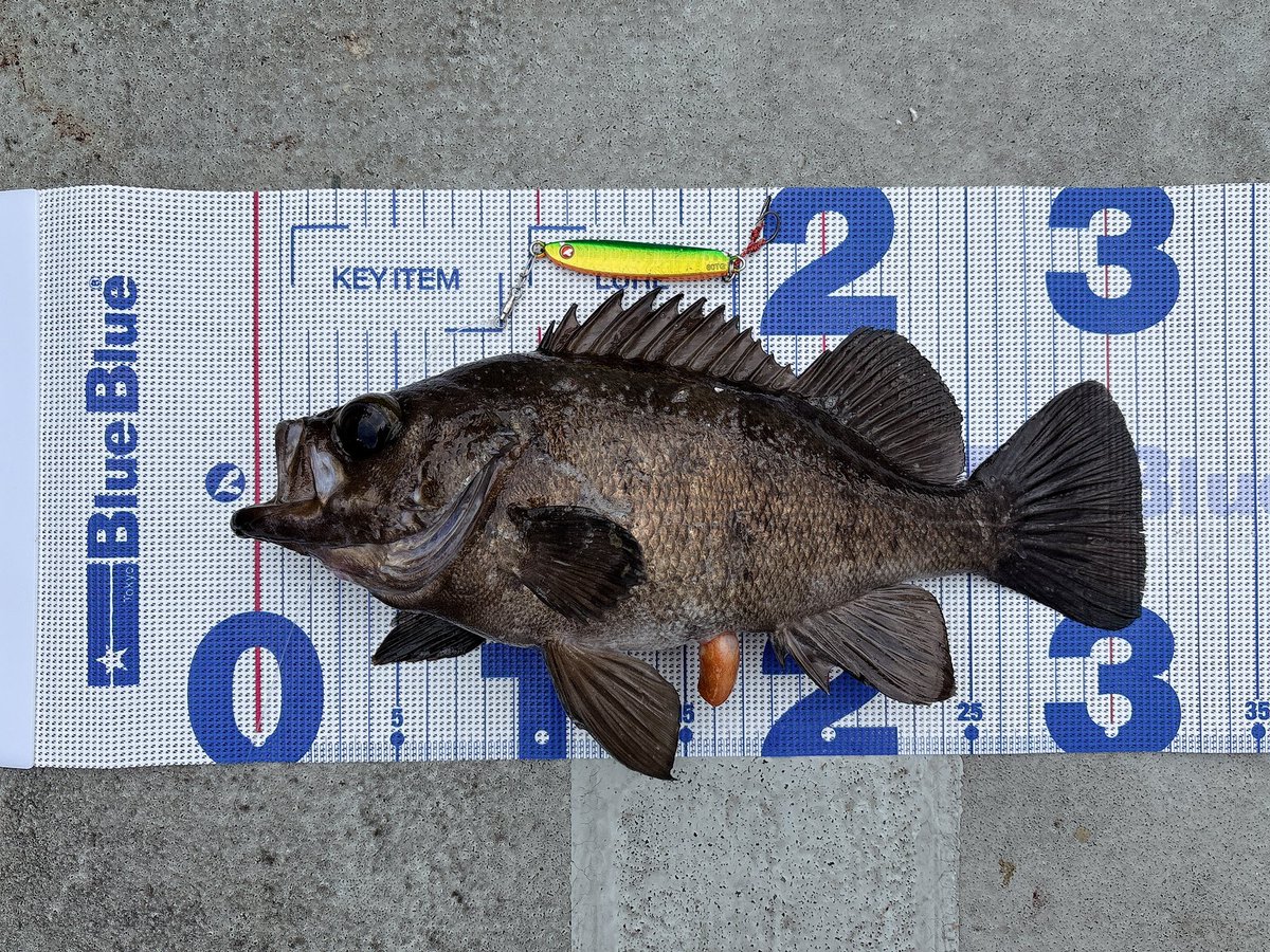 chiwapple's tweet image. いつだってメバルは遊んでくれる🐟

秋になってきたねー！寒いよ！！！