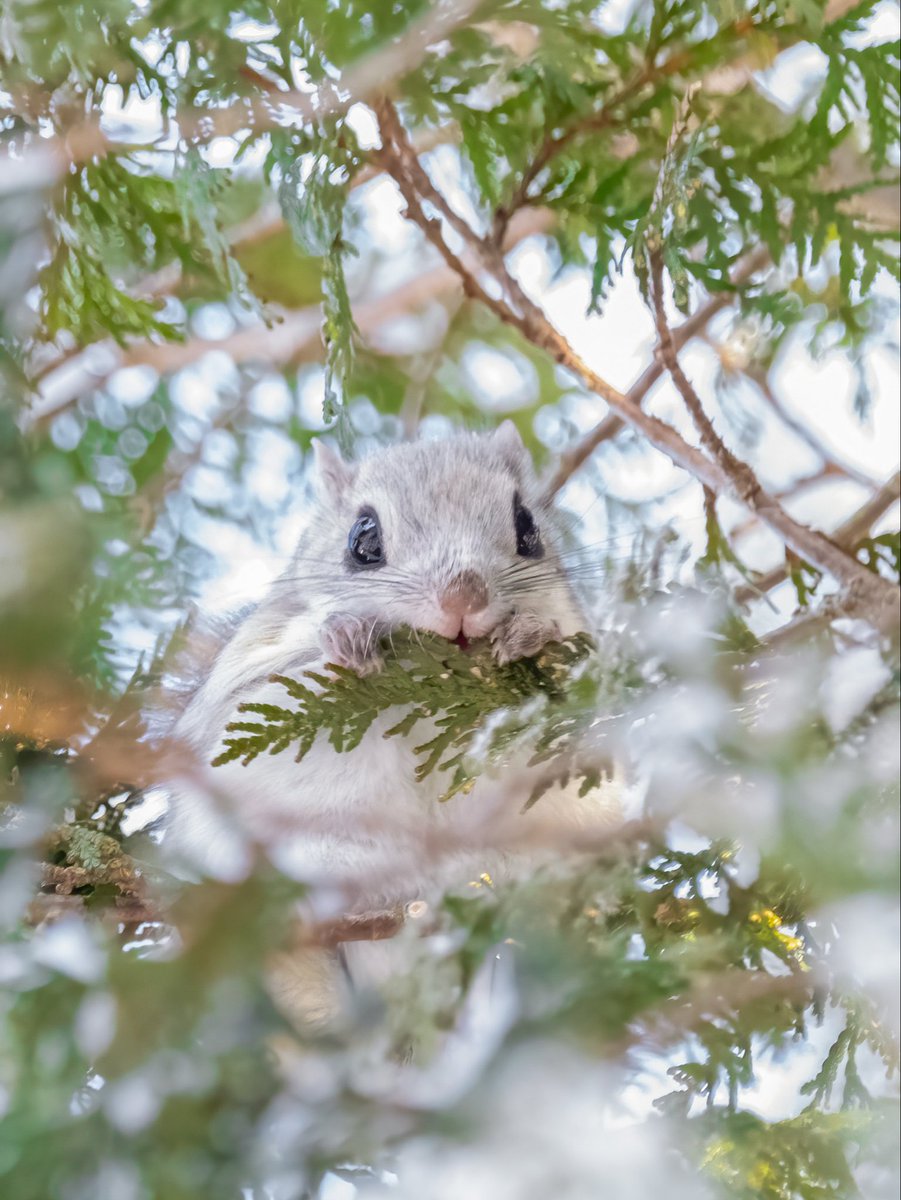北海道が産んだ「可愛い」です🤭