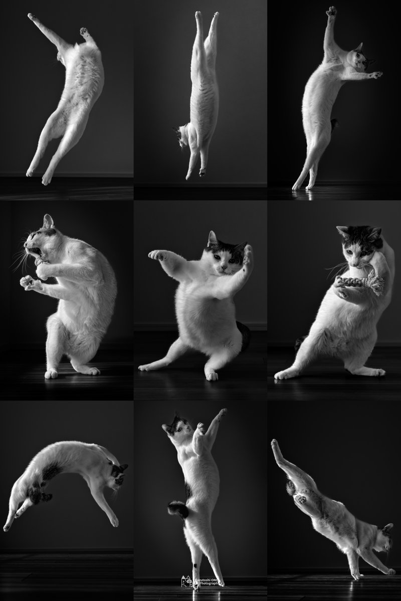 #フォロワー53万以下の神カメラマン発掘したい
猫の職業一覧です！