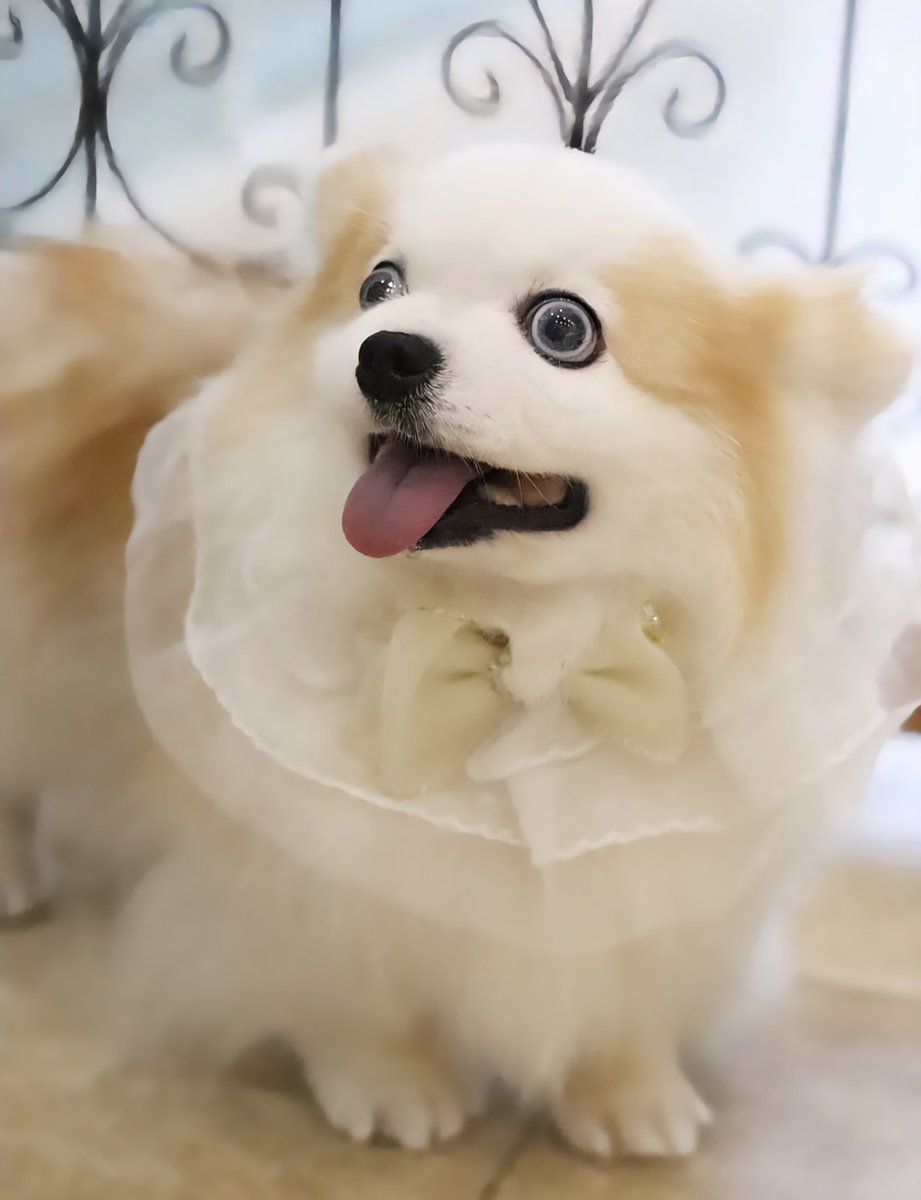 SBoowoo's tweet photo. 先日のお手入れの時のお写真✨
レースの襟、気に入ってるお顔だ〜
しかしザビエルだね😁
そして二枚目には抜いてしまった歯が写っている🦷
#miracleplus
#保護犬カフェ西八王子卒業生 https://t.co/uE6cOPZ8Lg