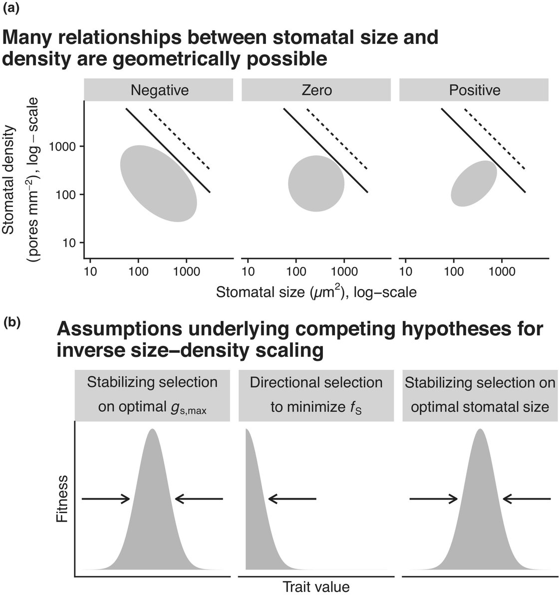 Scaling between stomatal size and density in forest plants

Liu et al. <a href="/lawrensack/">Lawren Sack Lab</a> 

📖 nph.onlinelibrary.wiley.com/share/5DBXP9QD…