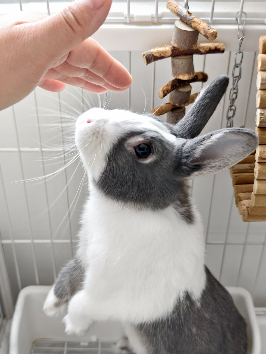 snpub156928's tweet image. 兔子的日常
#followback
#followme
#follow4follow
#互fo
#相互フォロー