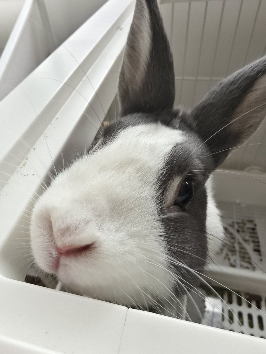 snpub156928's tweet image. 兔子的日常
#followback
#followme
#follow4follow
#互fo
#相互フォロー