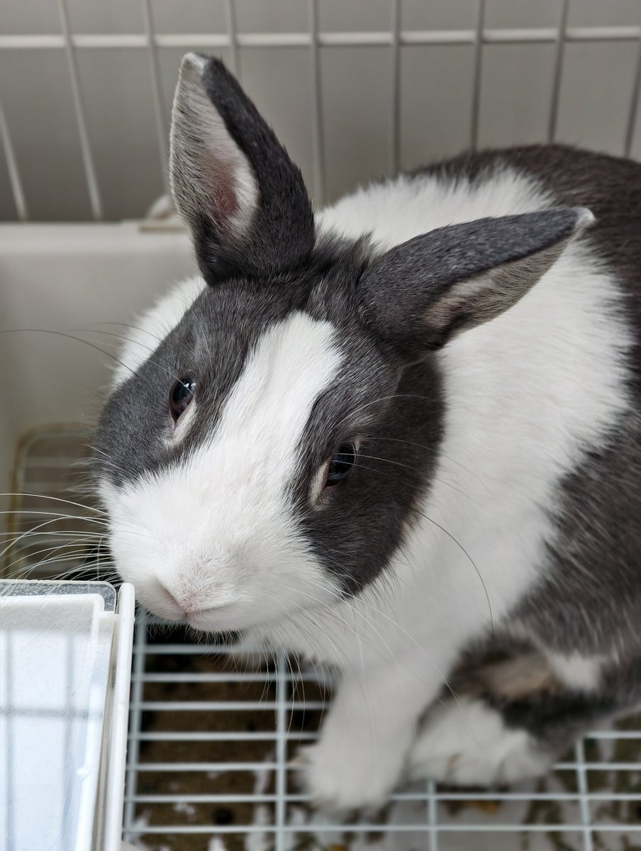 snpub156928's tweet image. 兔子的日常
#followback
#followme
#follow4follow
#互fo
#相互フォロー