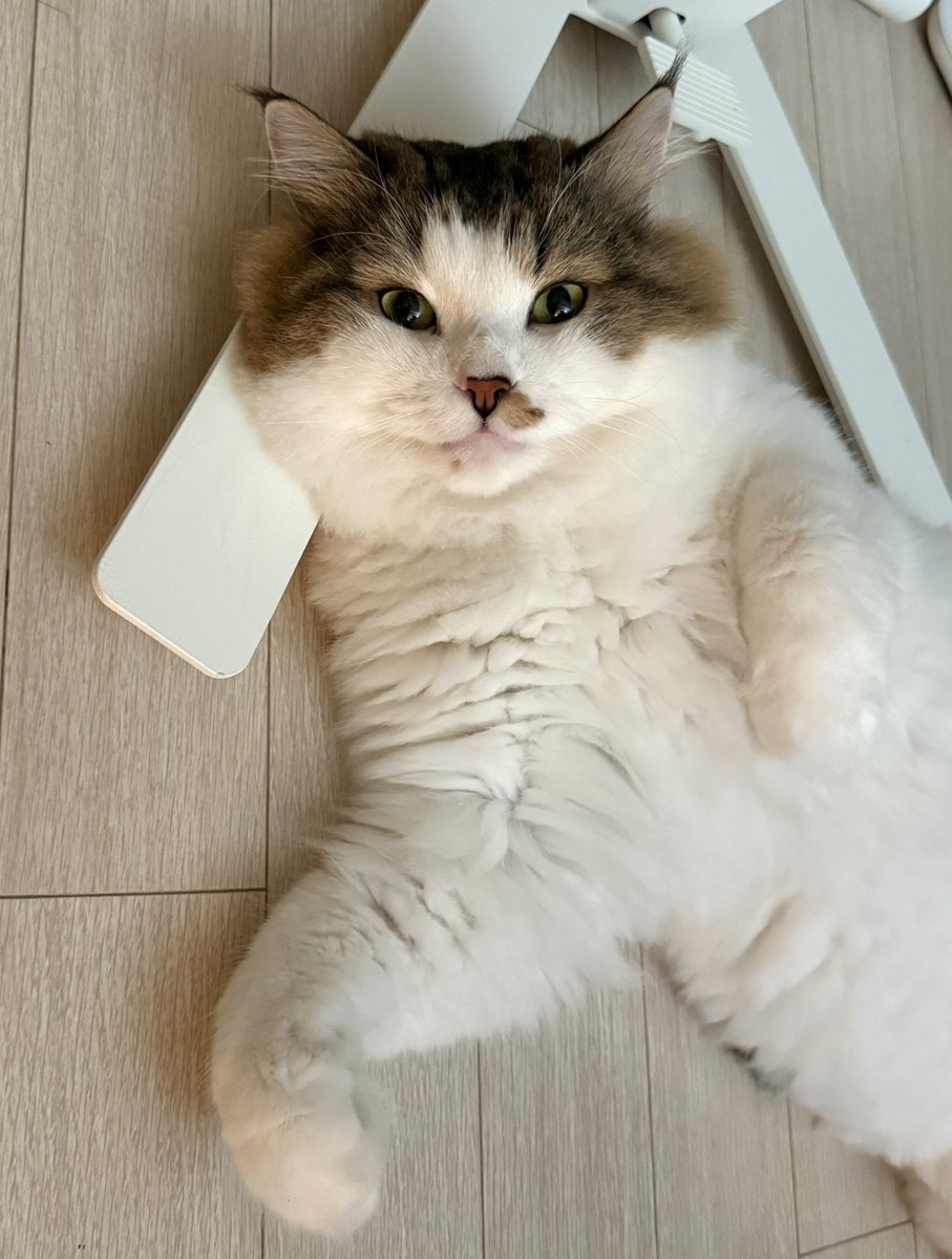 kuniklein's tweet image. 명절 음식 너무 많이 먹엇다!