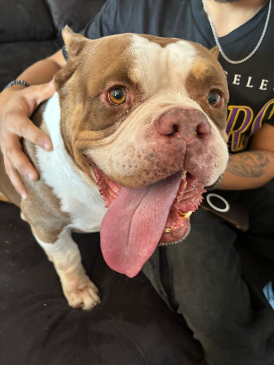 SosAbuelos1's tweet photo. #Almería
#HANIBAL tiene 8 años. Es un bonachón, cariñoso y amoroso, que se lleva bien con personas y animales. Es súper tranquilo.
Solo necesita otra oportunidad para ser querido, cuidado y amado como se merezco.
Puede viajar para reunirse con su nueva familia.
Contacto; WhatsApp 627 16 51 05