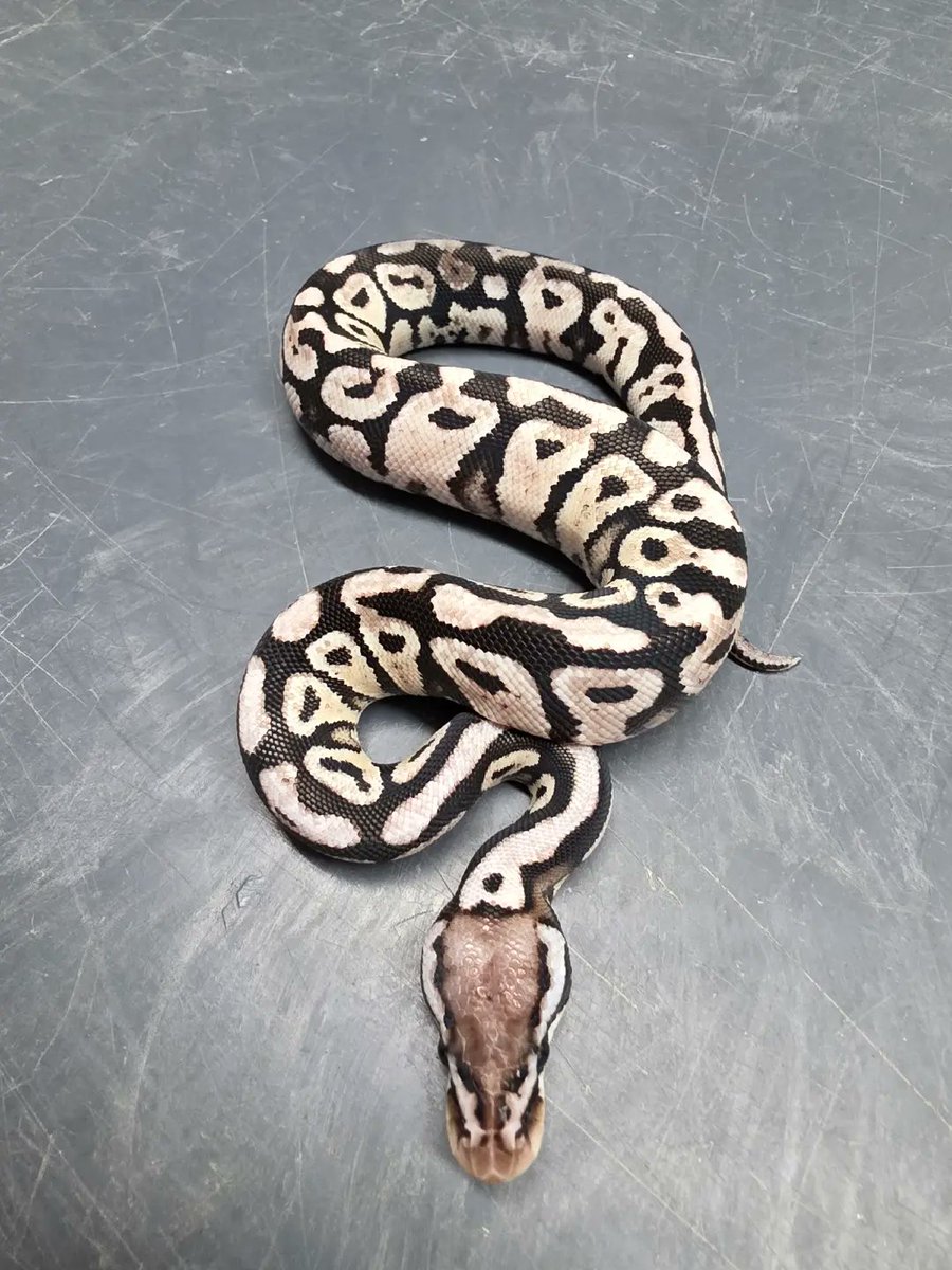 KaoticMorphz's tweet image. PASTEL SPOTNOSE VPI AXANTHIC 🐍
PAIRING WAS A PASTEL LEOPARD SPOTNOSE VPI AXANTHIC TO A ENCHI VPI AXANTHIC... 🐍
#KAOTICMORPHZ
#BABYBALLPYTHON
#MORPHMARKET