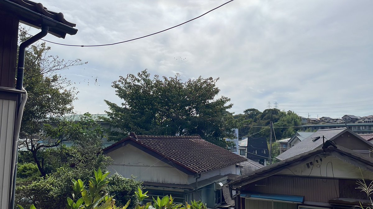 しかし

蜘蛛の巣が凄い‼️🕸️🕷️

コレぞハロウィン🎃🤭

そして外は暑い🫠