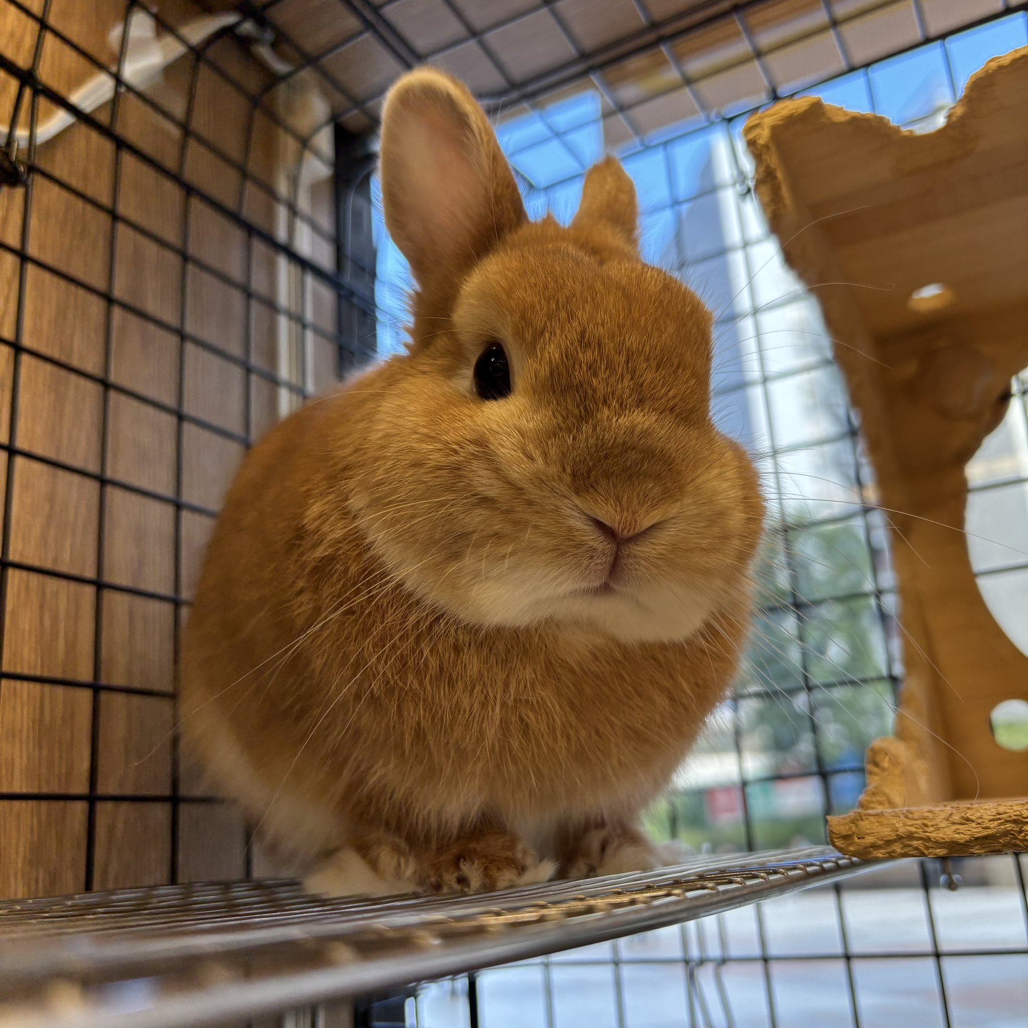 うさぎページ 色:立ち耳ベージュ_サイズ:mini_スタイル:もちうさぎ】シナダ