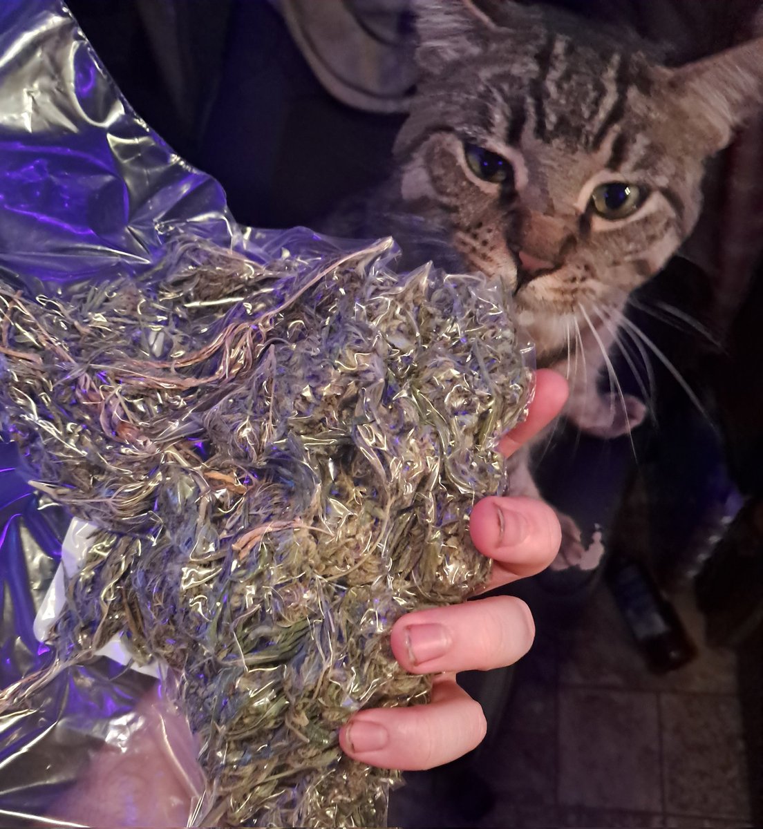 Beef_Souls's tweet photo. Me offering my cat a bag of EVIL FUCKING WEED THAT MAKES YOU GAY AND EVIL (he has no concept of its true effects and is curious) https://t.co/kf1JNTn0L0
