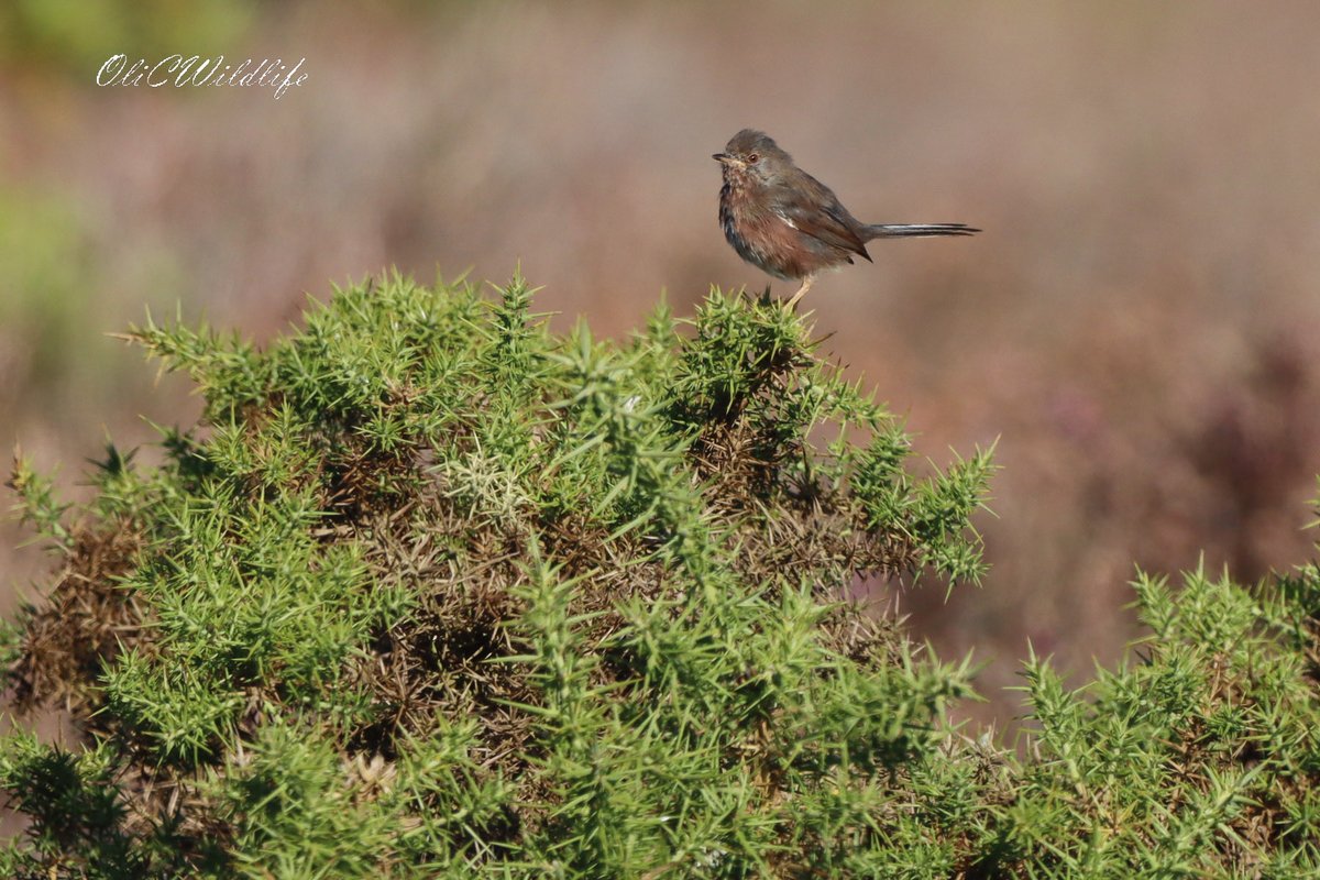I visited RSPB Arne last week, for the first time. A stunning reserve with great wildlife too! I managed distant views of White-tailed Eagle, as well as Sand Lizard, Sika Deer, Dartford Warblers, Curlew Sandpipers, Spoonbills, Hobby, and Firecrests! #Birding #WildlifePhotography