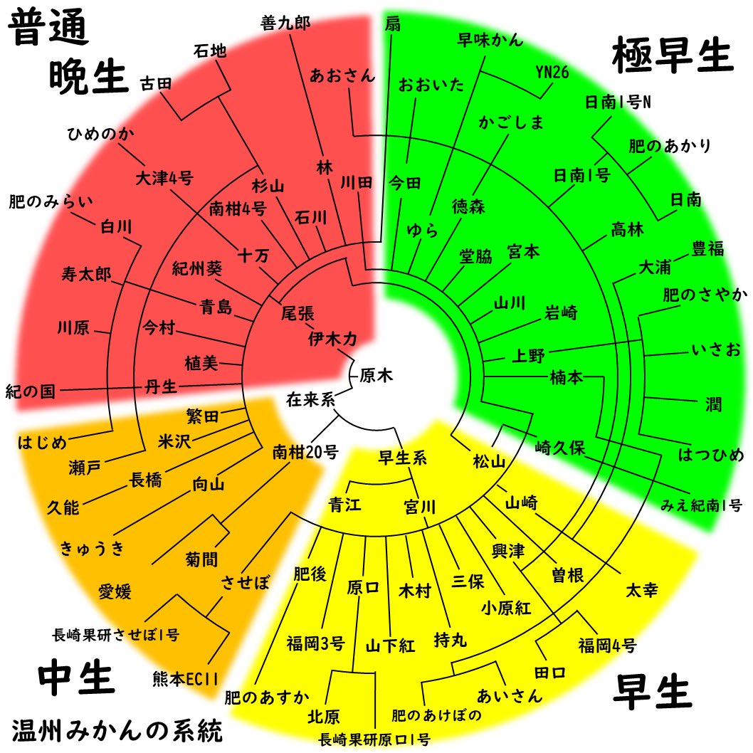 肝心の宮川早生とその子供たちの間に線が入ってなかった💦