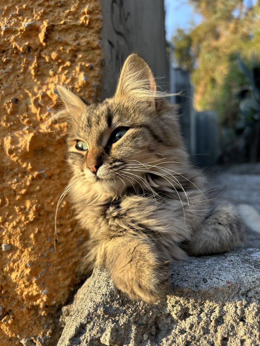 AustinRGarciaSU's tweet photo. My favorite composition rule is framing. I used this photo from my trip to Mexico, where I found a a street cat on the side of the hill, when i was skating and its one of my favorite photos. #su2412 #cats #Mexico #Atlixco https://t.co/vZqB1MHdsd
