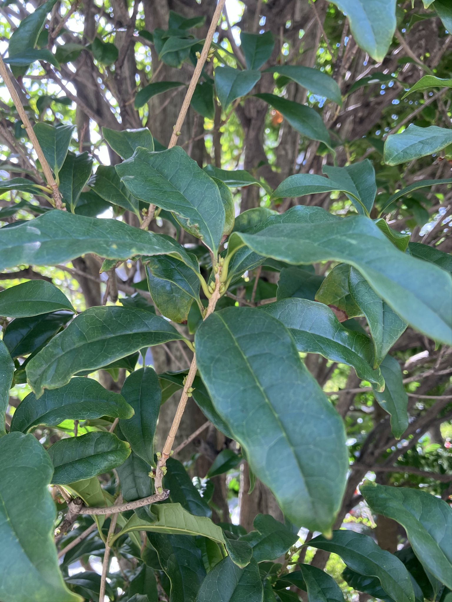 週末値下げ❗️ 冷媒管！　フルスイング大特価❗️ Amazon.co.jp: SINTEX(シンテックス) (シンテックス) ソフト