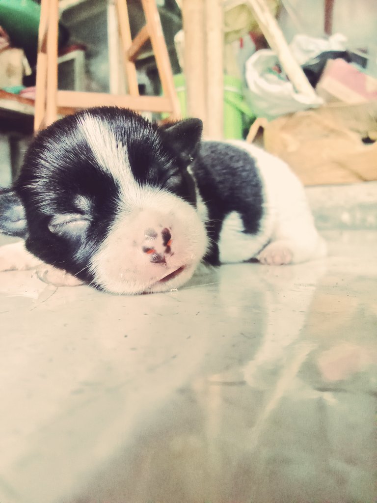 Sapi 💕🐶
.
.
.
.
#anjing