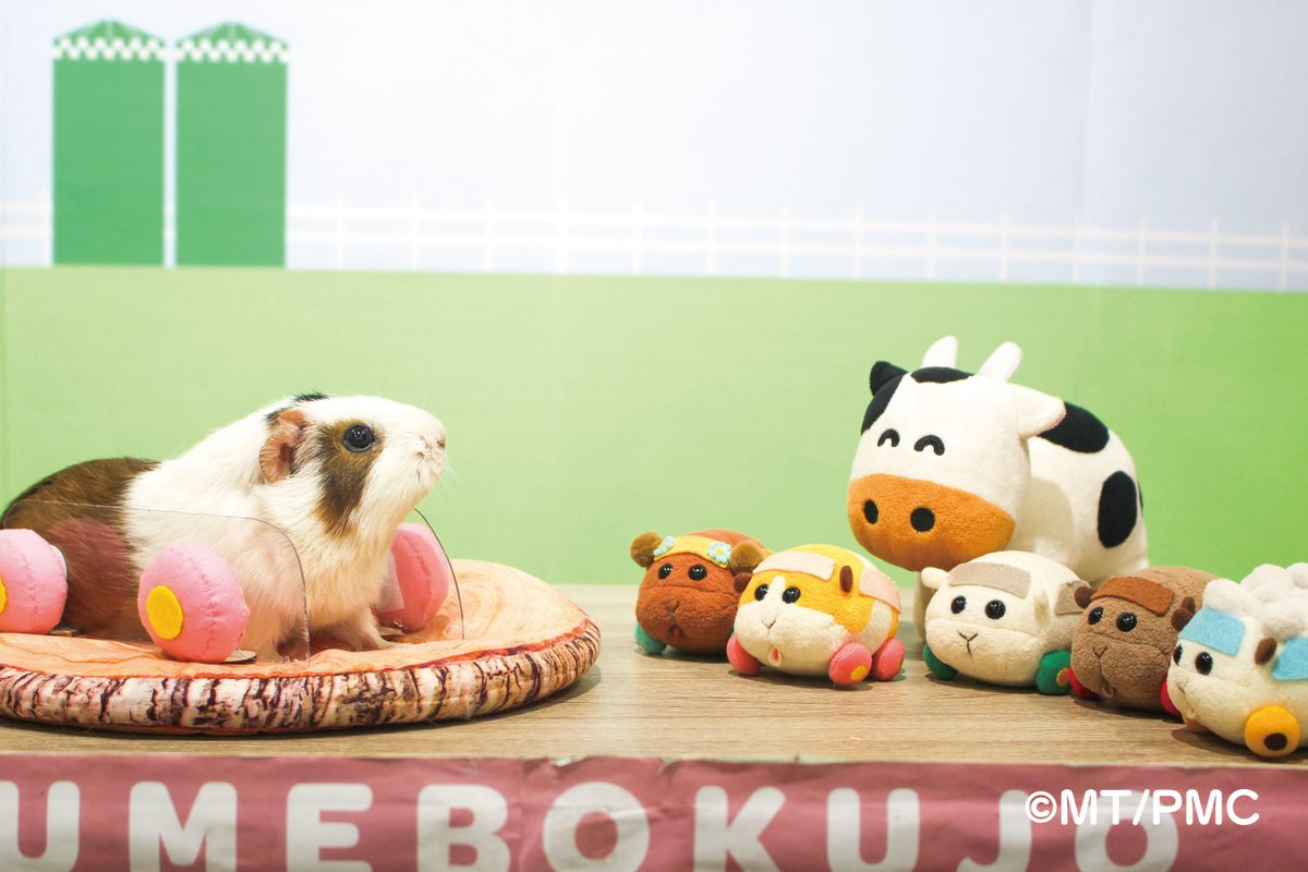 今日もお疲れ様でしたなのっ

なりきりモルカー？！風モルフォトにおじゃましてみたの～
ゆめこもチャレンジ～🐮🎵似合うでしょ～！

でもご先祖様(もるちゃん)にはかなわないゆめ🤭
(きりっとポーズを決めているご先祖様は「きいちご」ちゃんゆめ)

#PUIPUIモルカー #モルカーコラボ #モルカー