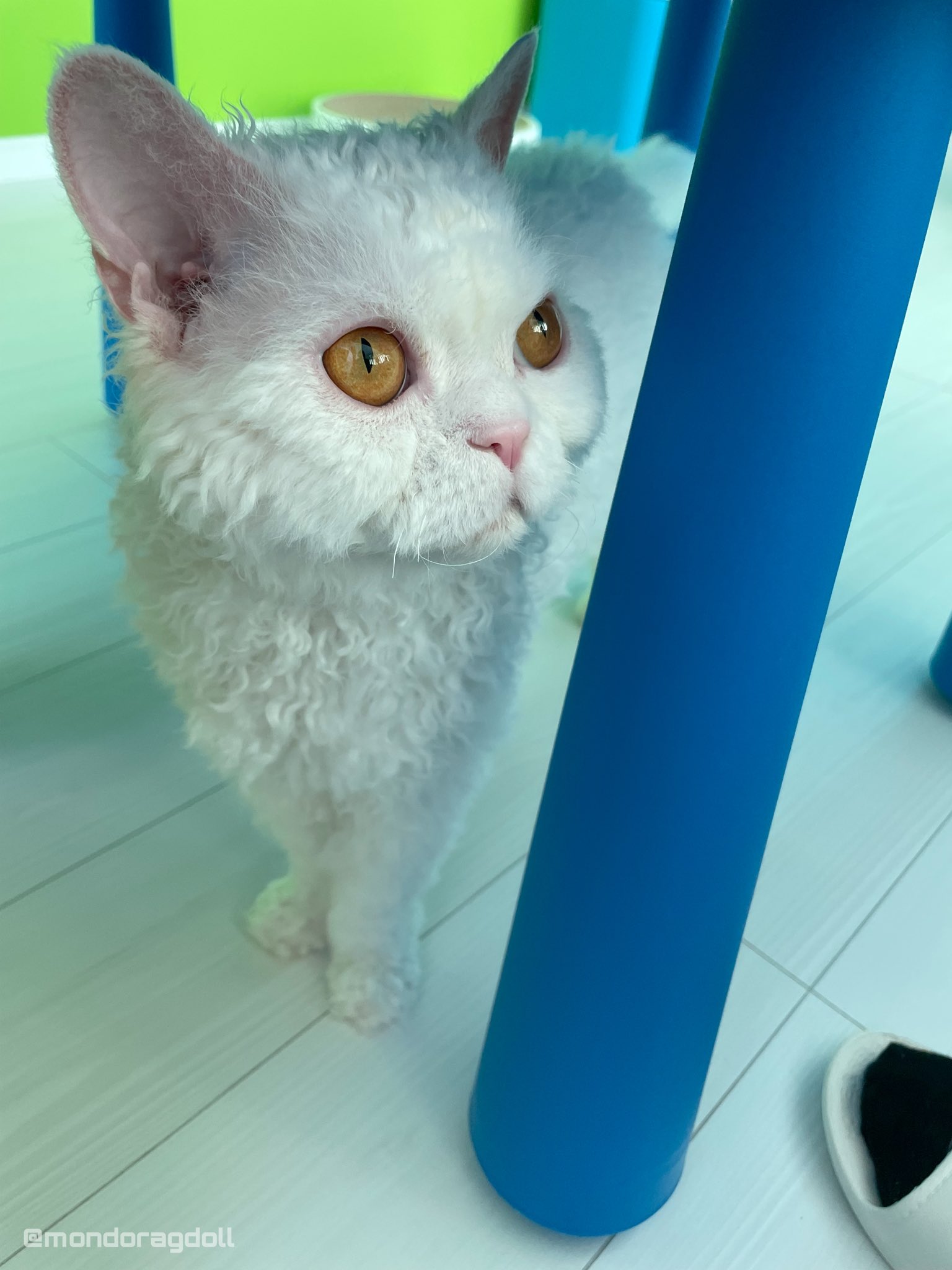 主水(もんど)☆ラグドール (@mondoragdoll) / X