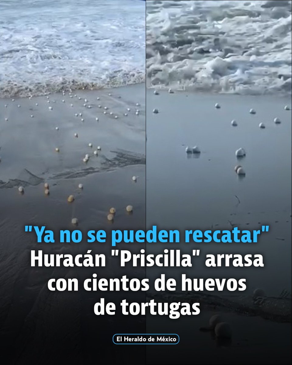 heraldodemexico's tweet photo. El paso del huracán #Priscilla continúa afectando a Puerto Vallarta. Después de que se diera a conocer que olas gigantes afectaban el malecón, se reportaron graves afectaciones en el campamento de conservación de tortugas.
A través de un video difundido por la cuenta Vallarta Vive, se aprecian cientos de huevos varados en la orilla tras ser desenterrados por la fuerza de los vientos y olas provocados por el huracán.
La propia cuenta aclaró que no es posible mover los huevos dados que se deshacen: "Ya no se pueden rescatar, pues son muy frágiles. Se baten literalmente con el movimiento", aclararon.