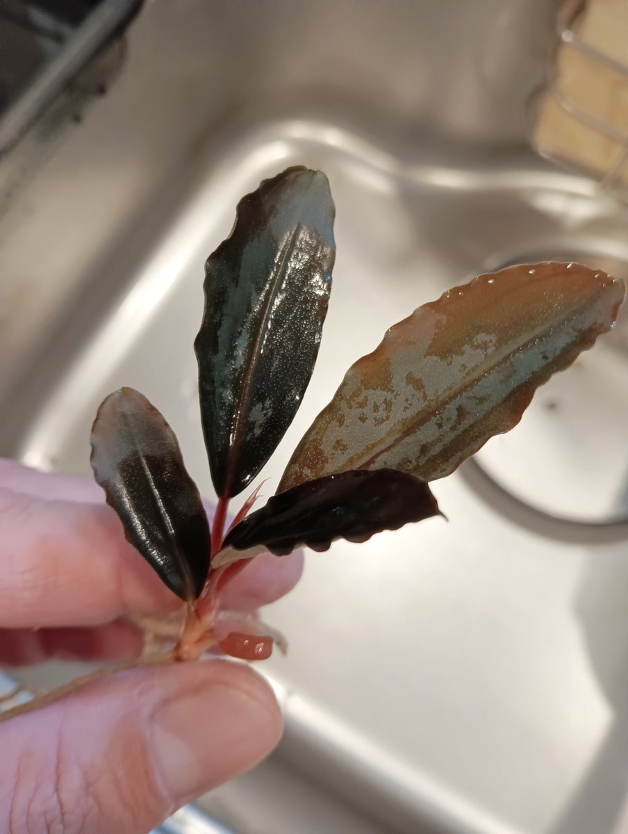 Bucephalandra sp. Deep Purple from Kapuas【AZ1011-XX】AZ便 植替え