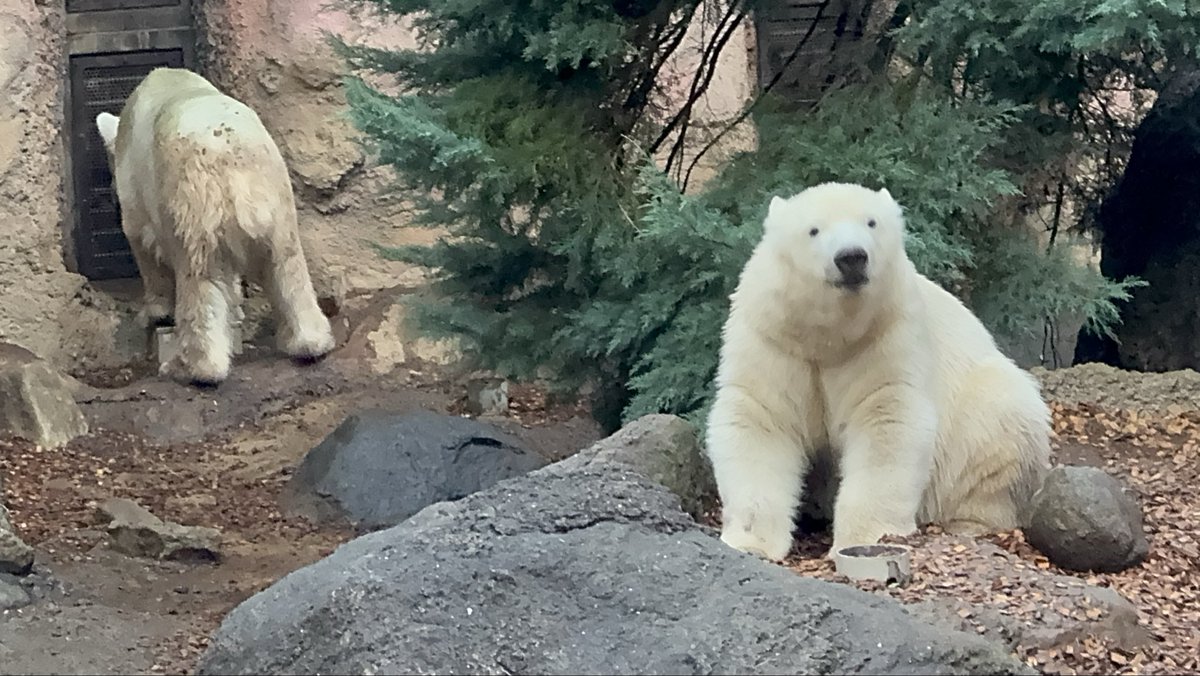 chia1462's tweet image. ぼくちん！！
#polarbear #ライ　#ホッキョクグマ　#横浜ズーラシア