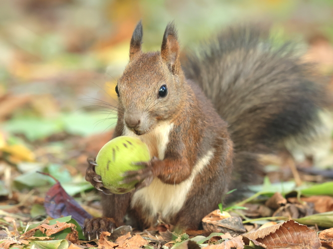 クルミ②🐿️ #エゾリス #胡桃