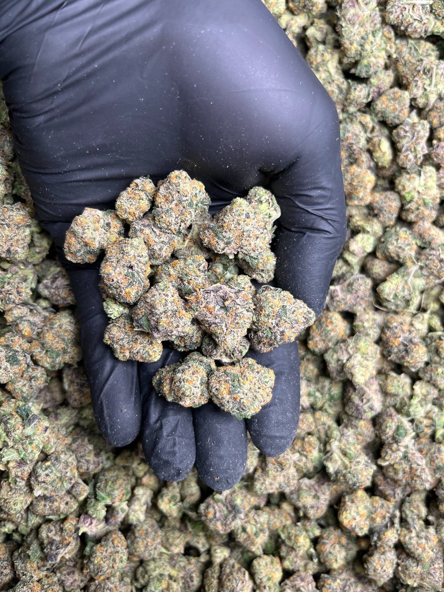 Super runtz🍬
Indica 50% Sativa 50%

THC ≈ 29%
Flavors : 🍭 Sweet, fruity &amp; candy-like 🍇✨
สนใจสั่งซื้อสินค้า➡️ lin.ee/Be78Gdo

#กัญชา #weed #กัญชากรุงเทพ #OG #สายเขียว #cannabis #Indica #Sativa #THC #Indoor  #Top #Size #Pop #Mid #Mix