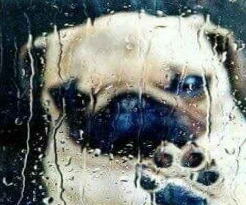 psyner3's tweet image. la gente tiende a olvidarse que yo genuinamente solo veo de un ojo por ende toda mi mitad derecha es un gran punto ciego...hoy venía caminando con zoe y se puso de mi lado derecho y tuve que dar un 360 pq NO LA ENCONTRABA