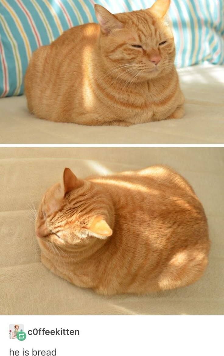 he is bread