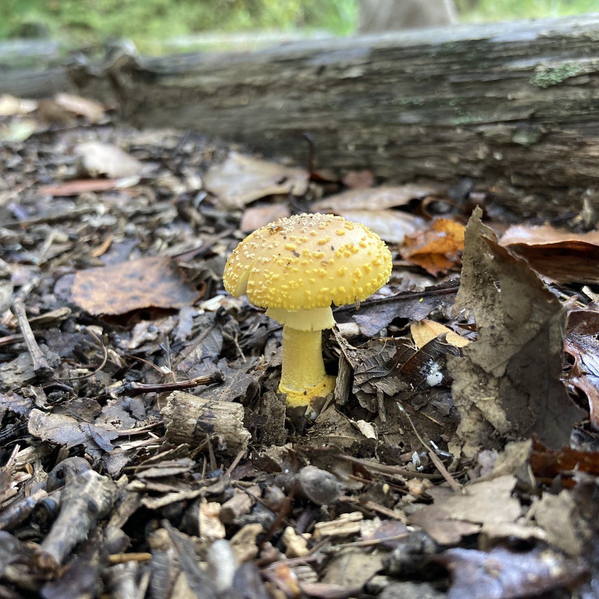 役に立たないきのこ(妻)たまに(夫) on X: 