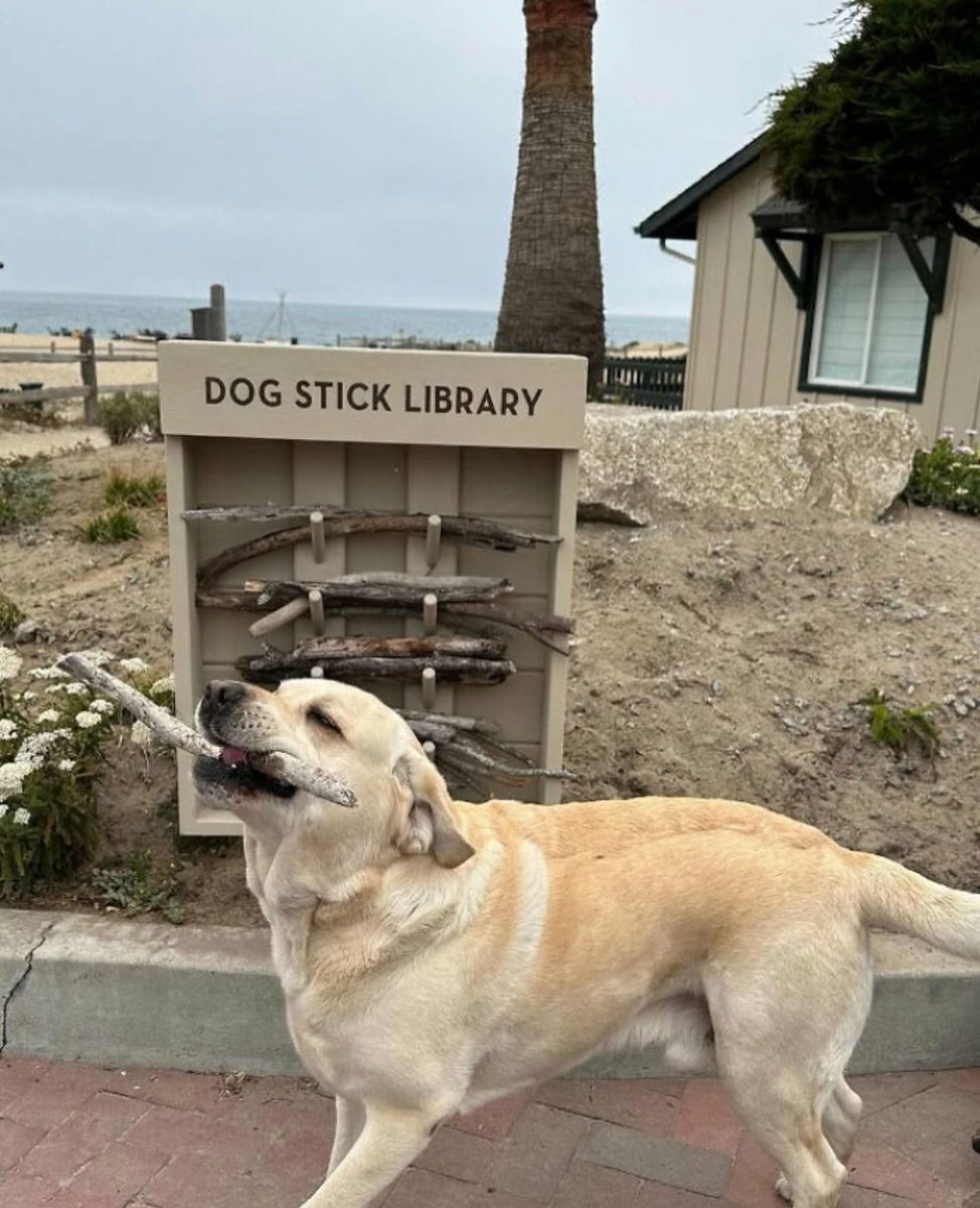 Joyce Carol Oates (@joycecaroloates) on Twitter photo 