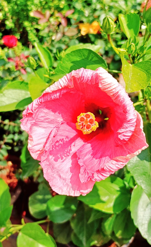 Morning 🌞☀️ Happiness