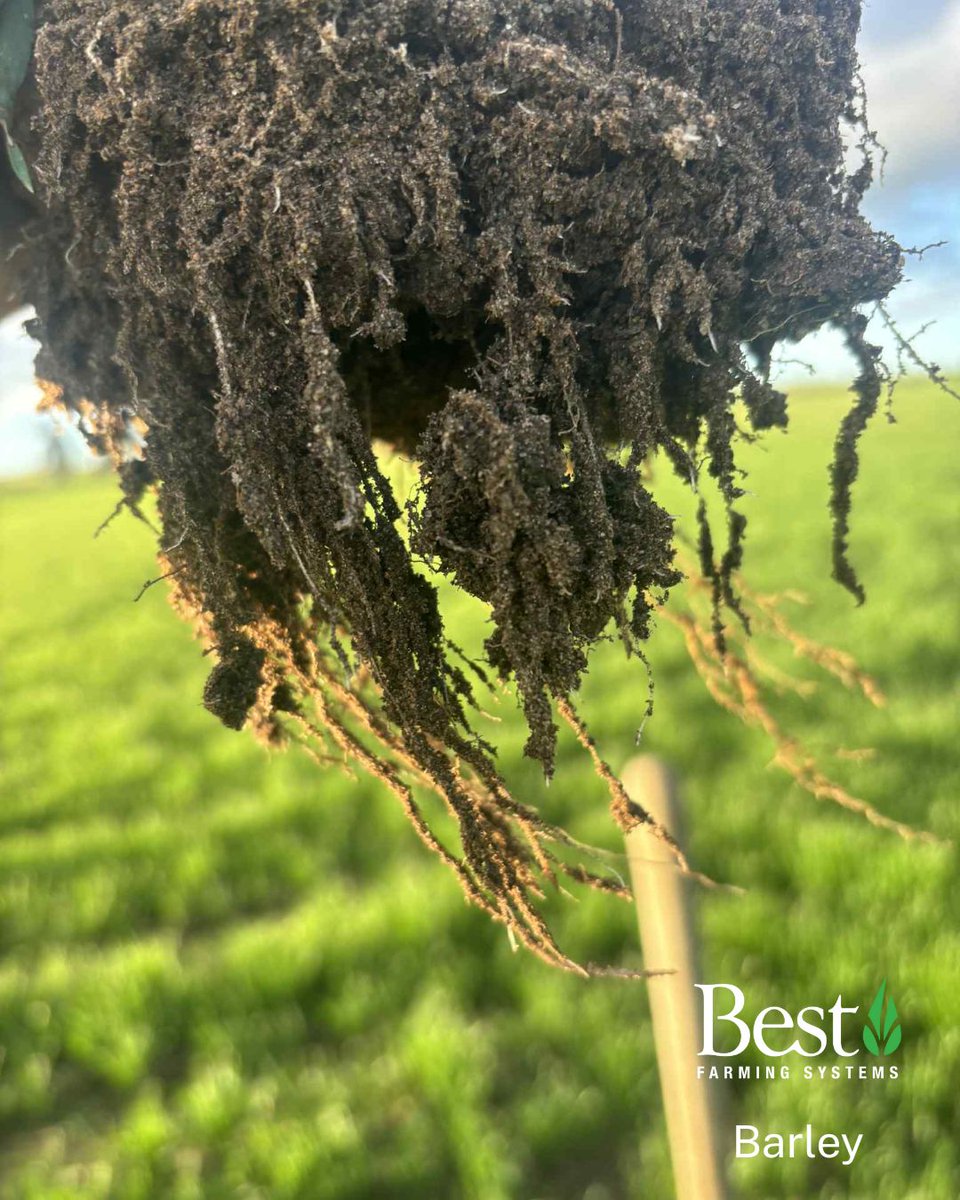 Bestfarmingau's tweet photo. With harvest just around the corner, here’s a look back at barley &amp; oats from Kojonup, WA.

Two TM Ag applications (first at 500ml/ha) helped keep the crop strong, while neighbours needed rescue chemistry sprays, Jordan’s remained healthy.

#BestFarmingSystems #TMAg #SoilHealth https://t.co/IsaKr4DU8k