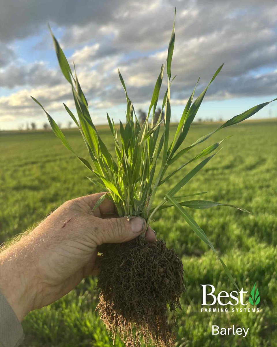 Bestfarmingau's tweet photo. With harvest just around the corner, here’s a look back at barley &amp; oats from Kojonup, WA.

Two TM Ag applications (first at 500ml/ha) helped keep the crop strong, while neighbours needed rescue chemistry sprays, Jordan’s remained healthy.

#BestFarmingSystems #TMAg #SoilHealth https://t.co/IsaKr4DU8k
