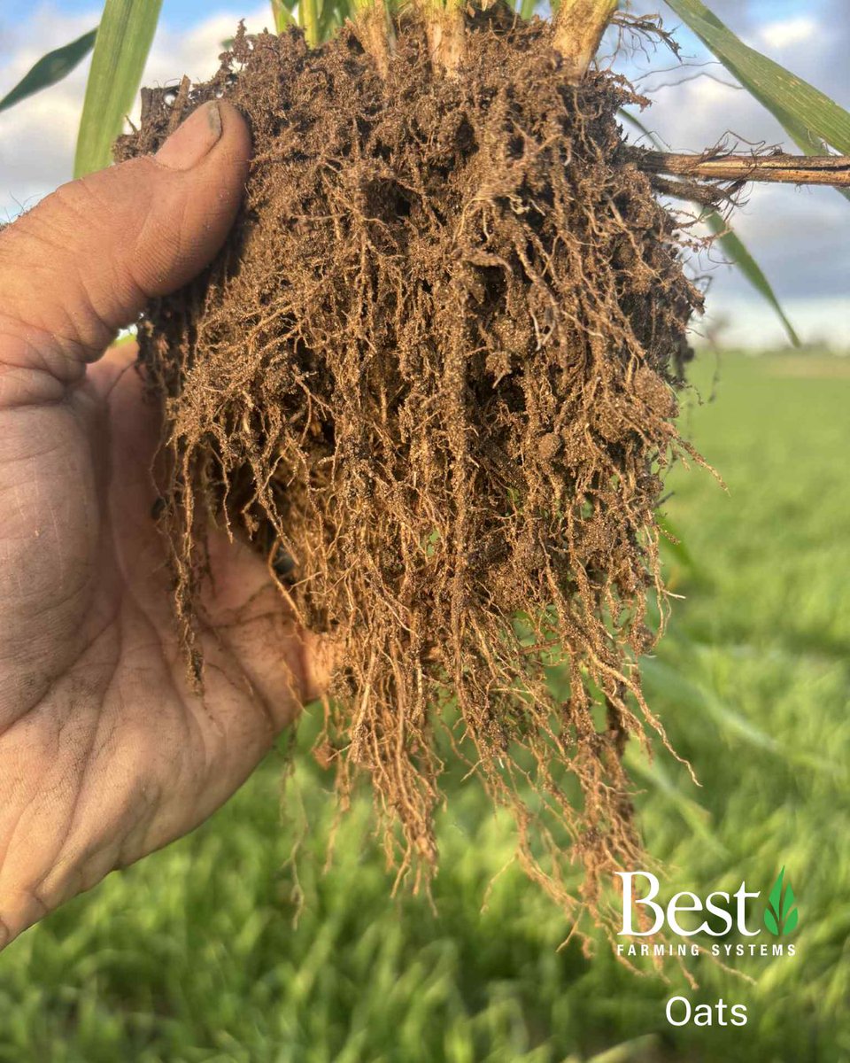 With harvest just around the corner, here’s a look back at barley &amp; oats from Kojonup, WA.

Two TM Ag applications (first at 500ml/ha) helped keep the crop strong, while neighbours needed rescue chemistry sprays, Jordan’s remained healthy.

#BestFarmingSystems #TMAg #SoilHealth
