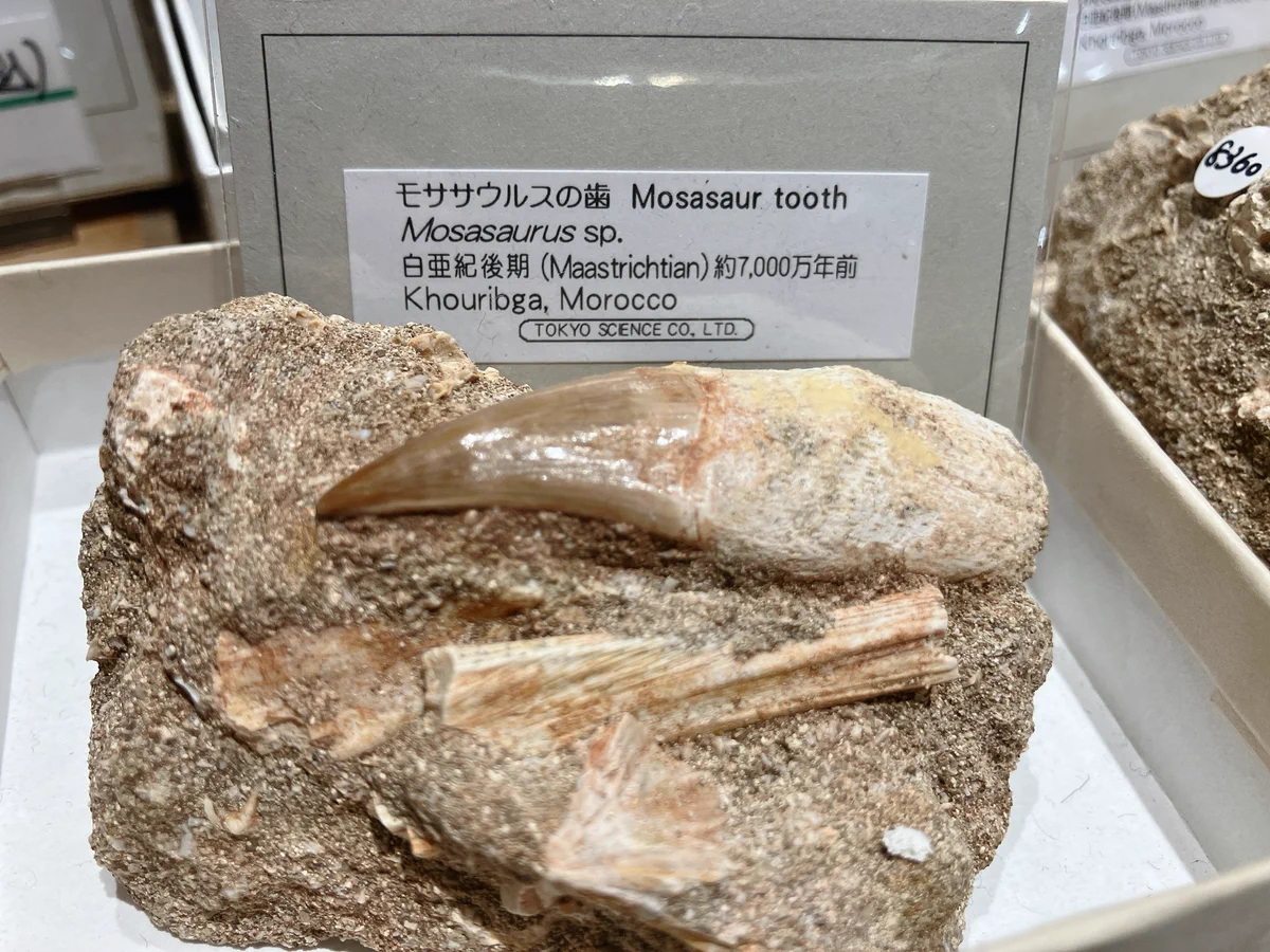 THE STUDY ROOM エキュート上野店 on X: 
