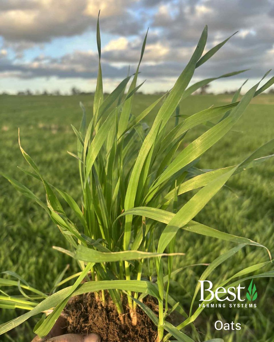 Bestfarmingau's tweet photo. With harvest just around the corner, here’s a look back at barley &amp; oats from Kojonup, WA.

Two TM Ag applications (first at 500ml/ha) helped keep the crop strong, while neighbours needed rescue chemistry sprays, Jordan’s remained healthy.

#BestFarmingSystems #TMAg #SoilHealth https://t.co/IsaKr4DU8k